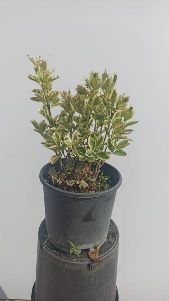Euonymus Japonica Bravo